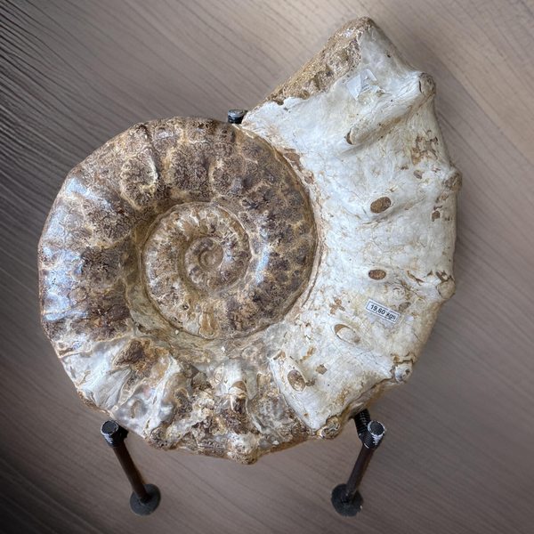 White Ammonite Polished  Large Specimen