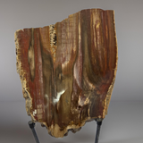 Petrified Wood Slab Extra