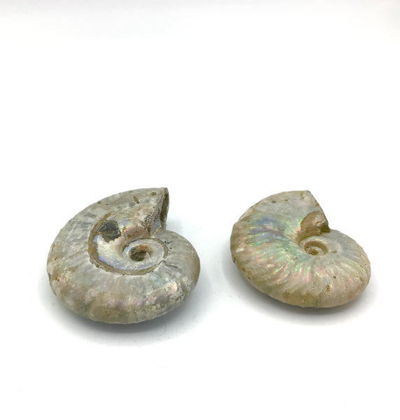 Iridescent Ammonite Specimen