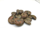 Red Ammonite Extra 3.5 mm